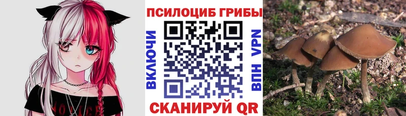 Псилоцибиновые грибы Psilocybine cubensis  Березники 